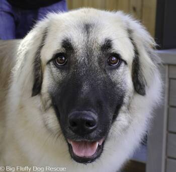 Riggs -  Anatolian Shepherd Dog for Adoption in Nashville, Tennessee - Riggs | PetCurious