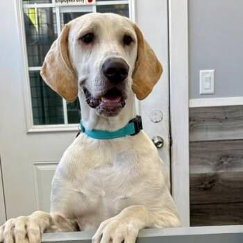 Great Dane and Mixed Breed Dogs Available for Adoption in Elk Grove Village, Illinois - Alaric | PetCurious