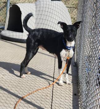 Terrier Dogs Available for Adoption - Luna | PetCurious