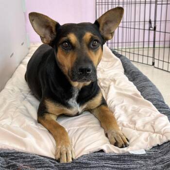 Juneau 2984 -  Mixed Breed Dog for Adoption in Loxahatchee Groves, Florida - Juneau 2984 | PetCurious