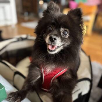 Pomeranian Dogs Available for Adoption - Diana Ross | PetCurious