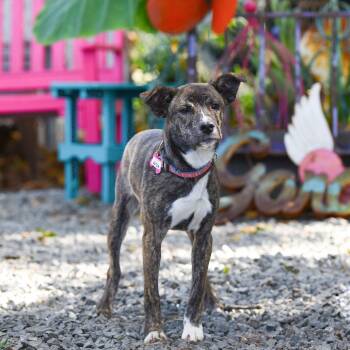 Rescue Shepherd Dogs for Adoption in Wake Forest, North Carolina - Baton | PetCurious