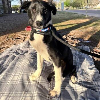 Australian Cattle Dog Blue Heeler and Mixed Breed Dogs Available for Adoption in Parker, Colorado - 569 (2026) Dixie | PetCurious