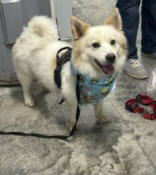 Ziggy -  Spitz Dog for Adoption in Aurora, Illinois - Ziggy | PetCurious