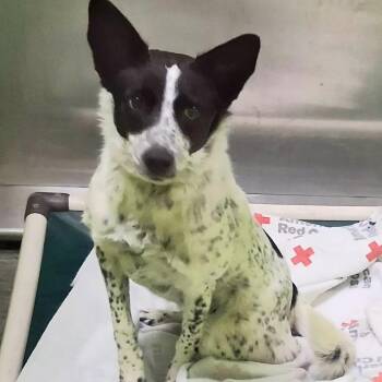 Mable -  Australian Cattle Dog Blue Heeler and Mixed Breed Dog for Adoption in Spokane, Washington - Mable | PetCurious