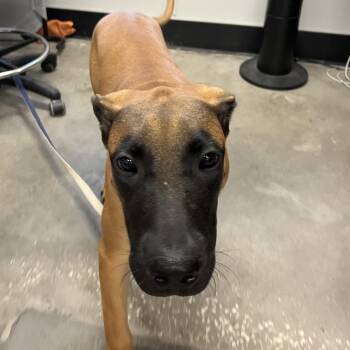 Roky -  Presa Canario Dog for Adoption in Tampa, Florida - Roky | PetCurious
