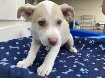 Labrador Retriever and Siberian Husky Dogs Available for Adoption - TOKYO | PetCurious
