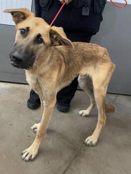 TOBOE -  Mixed Breed and German Shepherd Dog Dog for Adoption in Dallas, Texas - TOBOE | PetCurious