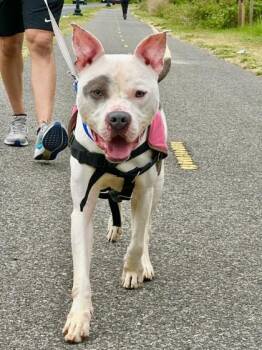 Ramen -  Mixed Breed Dog for Adoption in West Chester, Pennsylvania - Ramen | PetCurious