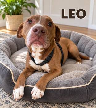 Leo -  Pit Bull Terrier Dog for Adoption in Lucas, Texas - Leo | PetCurious
