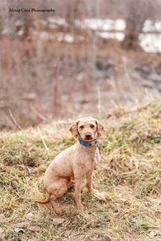 Poodle Dogs Available for Adoption - Tate | PetCurious