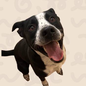 Gordon -  Border Collie and Mixed Breed Dog for Adoption in Reno, Nevada - Gordon | PetCurious