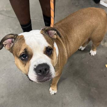 Butterfly -  Terrier Dog for Adoption in Tampa, Florida - Butterfly | PetCurious