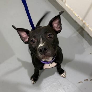 Ant -  Mixed Breed Dog for Adoption in Binghamton, New York - Ant | PetCurious