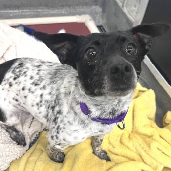 Sardine -  Mixed Breed Dog for Adoption in Pittsburgh, Pennsylvania - Sardine | PetCurious
