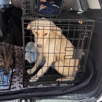 Charly -  Golden Retriever Dog for Adoption in Escondido, California - Charly | PetCurious