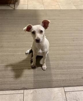 PITA -  Terrier Dog for Adoption in San Antonio, Texas - PITA | PetCurious