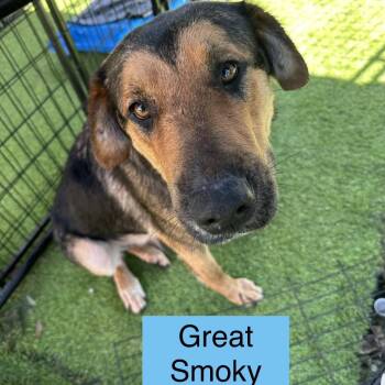 Shepherd Dogs Available for Adoption in Tampa, Florida - Great Smoky | PetCurious