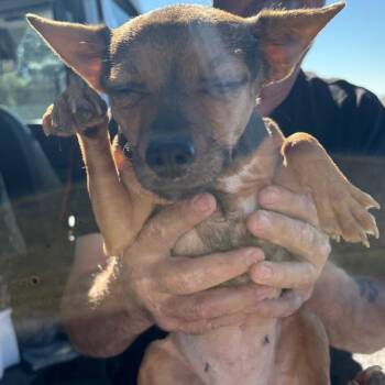 Trembles -  Chihuahua Dog for Adoption in Reno, Nevada - Trembles | PetCurious