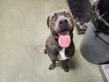 OZZY -  Mixed Breed Dog for Adoption in Santa Fe, New Mexico - OZZY | PetCurious