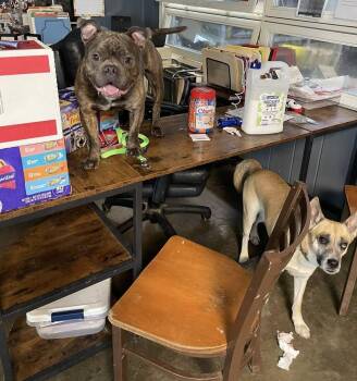 Rescue American Bully Dogs for Adoption in Indianapolis, Indiana - Knuckles | PetCurious