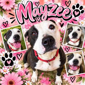 Mayzee (Tripod) -  Mixed Breed Dog for Adoption in Waldorf, Maryland - Mayzee (Tripod) | PetCurious