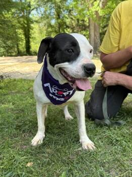 Rescue American Bulldog Dogs for Adoption in Troy, Alabama - Jada | PetCurious