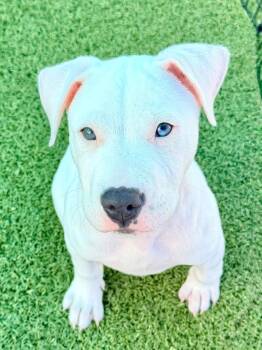 American Bulldog and Mixed Breed Dogs Available for Adoption in Cape Coral, Florida - Otter | PetCurious