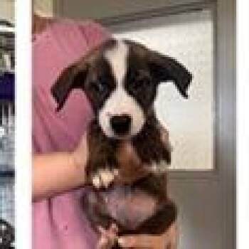 Phoenix -  Australian Shepherd and Mixed Breed Dog for Adoption in Tampa, Florida - Phoenix | PetCurious