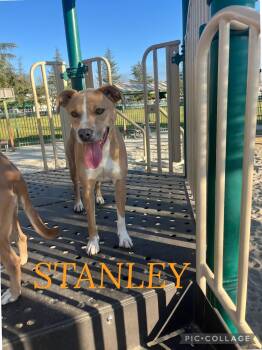 Blondie and Stanley -  Labrador Retriever and Shepherd Dog for Adoption in Bakersfield, California - Blondie And Stanley | PetCurious