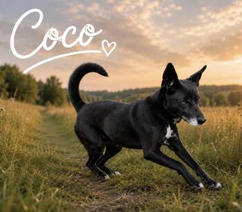 Coco -  Border Collie Dog for Adoption in Lucas, Texas - Coco | PetCurious