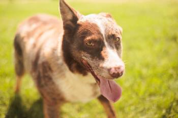 Annie- Transport -  Border Collie Dog for Adoption in Gradyville, Kentucky - Annie- Transport | PetCurious