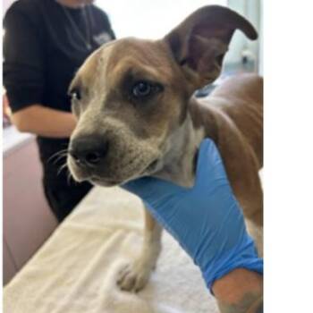 May -  American Bulldog and Mixed Breed Dog for Adoption in Tampa, Florida - May | PetCurious
