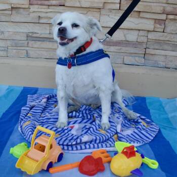 Rescue Pomeranian and Chow Chow Dogs for Adoption in Las Vegas, Nevada - Bandit | PetCurious