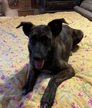 Copa -  Mixed Breed Dog for Adoption in Brookshire, Texas - Copa | PetCurious