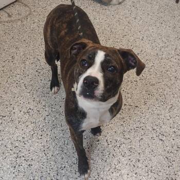 Zip -  American Staffordshire Terrier and Mixed Breed Dog for Adoption in Hattiesburg, Mississippi - Zip | PetCurious