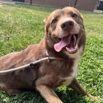Ranger -  Husky and Mixed Breed Dog for Adoption in Lyndhurst, Virginia - Ranger | PetCurious