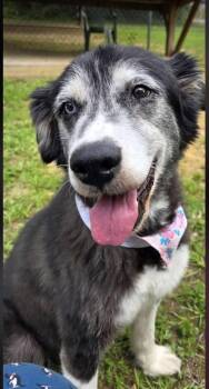 Demi -  Australian Shepherd and Retriever Dog for Adoption in Monticello, Minnesota - Demi | PetCurious