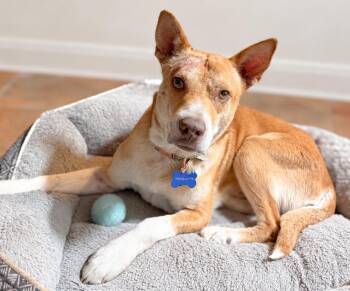 Kai -  Carolina Dog Dog for Adoption in Harlingen, Texas - Kai | PetCurious