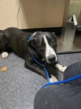 Border Collie and Mixed Breed Dogs Available for Adoption in Roseville, California - Fava | PetCurious