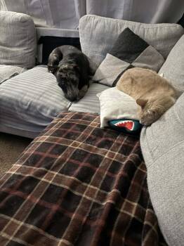 Catahoula Leopard Dog Dogs Available for Adoption - Baxter | PetCurious