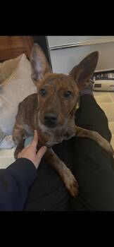 Labrador Retriever Dogs Available for Adoption - Aurora | PetCurious