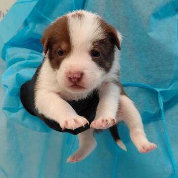 Arcturus 3135 -  Mixed Breed Dog for Adoption in Loxahatchee Groves, Florida - Arcturus 3135 | PetCurious