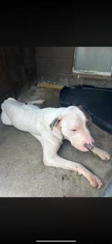 Frank -  Pit Bull Terrier and Mixed Breed Dog for Adoption in Russellville, Kentucky - Frank | PetCurious