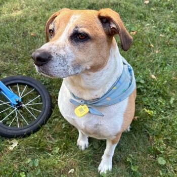 Rescue Mixed Breed Dogs for Adoption in Cincinnati, Ohio - Simba - Foster Or Adopter Needed | PetCurious