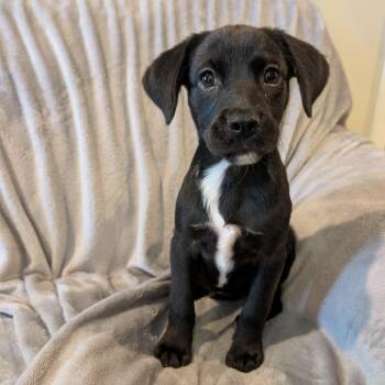 Jack -  Hound Dog for Adoption in Marion, Illinois - Jack | PetCurious