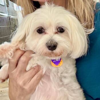 Uddy -  Maltese and Poodle Dog for Adoption in Chapel Hill, North Carolina - Uddy | PetCurious