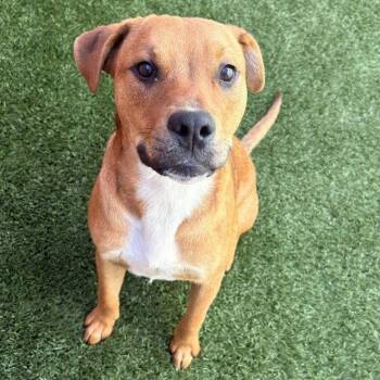Luigi -  Shepherd Dog for Adoption in Burlingame, California - Luigi | PetCurious