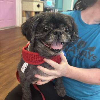 Marley -  Shih Tzu Dog for Adoption in Port Richey, Florida - Marley | PetCurious