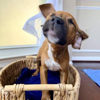 Astronomy Pup: Aurora -  Beagle and Mixed Breed Dog for Adoption in Falls Church, Virginia - Astronomy Pup: Aurora | PetCurious
